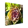 thumbnail image 4 of Trademark Fine Art "Succulent Pond VI" Canvas Wall Art by Amy Vangsgard, 4 of 4