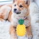 thumbnail image 5 of Juguete interactivo para masticar con forma de piña, juguete de entrenamiento para perros, suministros para mascotas, 5 of 7