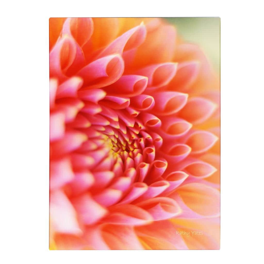 Trademark Fine Art 'New Beginnings' Canvas Art by Kathy Yates