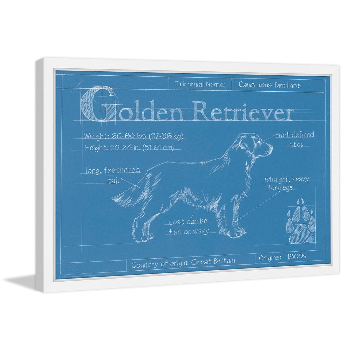 Marmont Hill "Blueprint Golden Retriever" Framed Painting Print