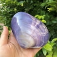 thumbnail image 3 of Natural Clam Shell Aquarium Decoration Home Table Display Ornament Ocean Style Fish Tank Decor 9 to 10cm, 3 of 8