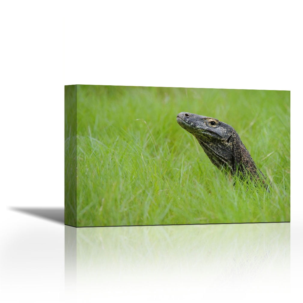 Komodo Dragon in grass, Nusa Tenggara, Indonesia - Contemporary Fine