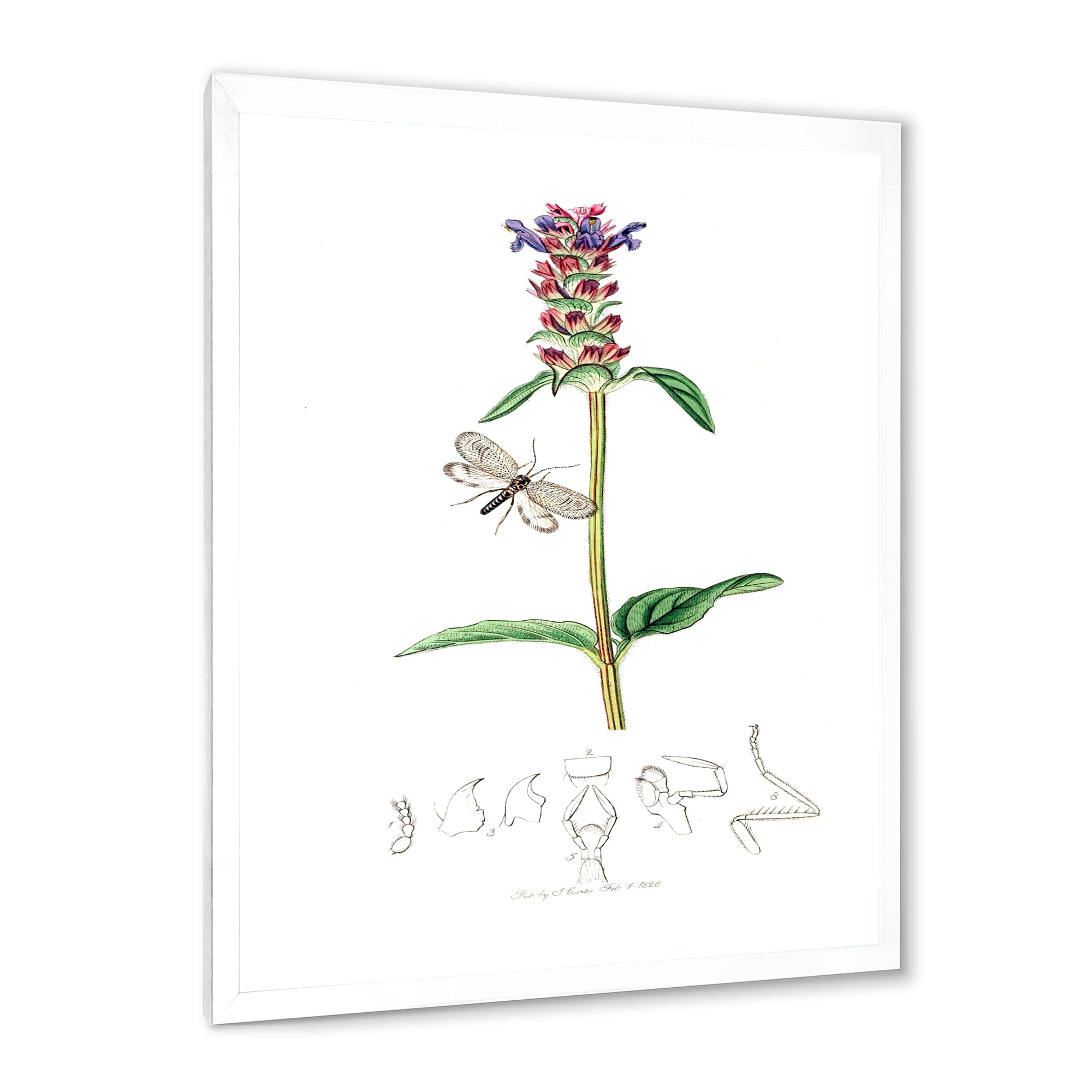 Designart 'Ancient Insects and Plants II' Farmhouse Framed Art Print
