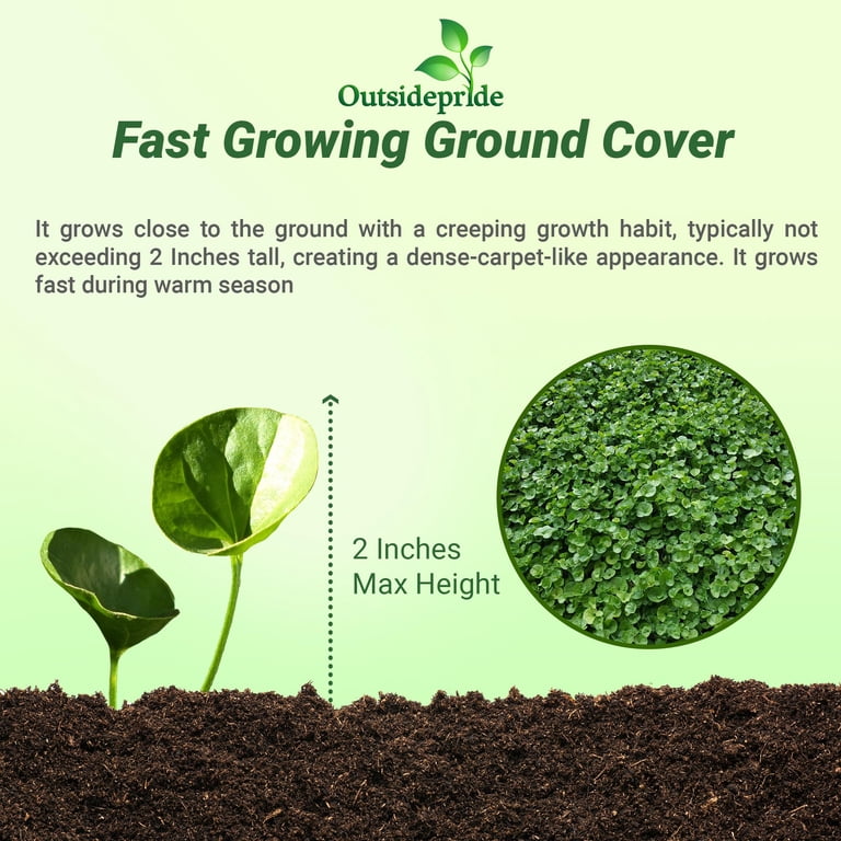 200 Fresh Kenilworth Ivy Seeds Ground Cover Spring Planting