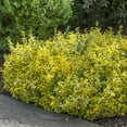 thumbnail image 2 of Gurney's 2.50 qt Emerald & Gold Euonymus Live Shrub, 2 of 3