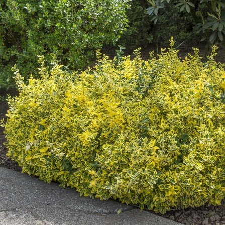 2.50 Qt. Pot, Golden Euonymus Potted Broadleaf Evergreen Shrub, One Plant per Offer