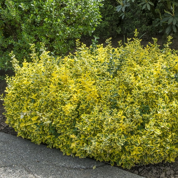 2.50 Qt. Pot, Golden Euonymus Potted Broadleaf Evergreen Shrub, One Plant per Offer