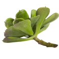 thumbnail image 5 of 6??Écheveria Succulente (Lot de 12), 5 of 5