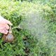 thumbnail image 5 of Botella pulverizadora de riego manual de vidrio con bomba superior de plástico bronce, regadera de vidrio de colores, aspersor de jardinería, 5 of 5