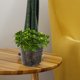 thumbnail image 3 of Macetas para orquídeas con agujeros, macetas de plástico para flores, macetas transparentes para plantar orquídeas, macetas transpirables, 6 uds., 3 of 5