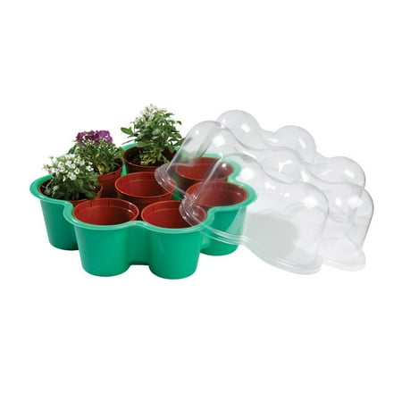 - Windowsill Petal Propagator