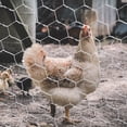 thumbnail image 3 of 1 Rouleau de Filet Hexagonal pour Art et Artisanat, Clôture pour Poules, 3 of 9