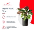 thumbnail image 2 of Andersen Farms Calathea Warsewiczii Live Plant Indoor/Outdoor in 10 in Plastic Grower Pot, 2 of 4