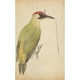 thumbnail image 2 of James Sowerby 16x24 Black Ornate Framed Double Matted Museum Art Print Titled: European Green Woodpecker, 2 of 5