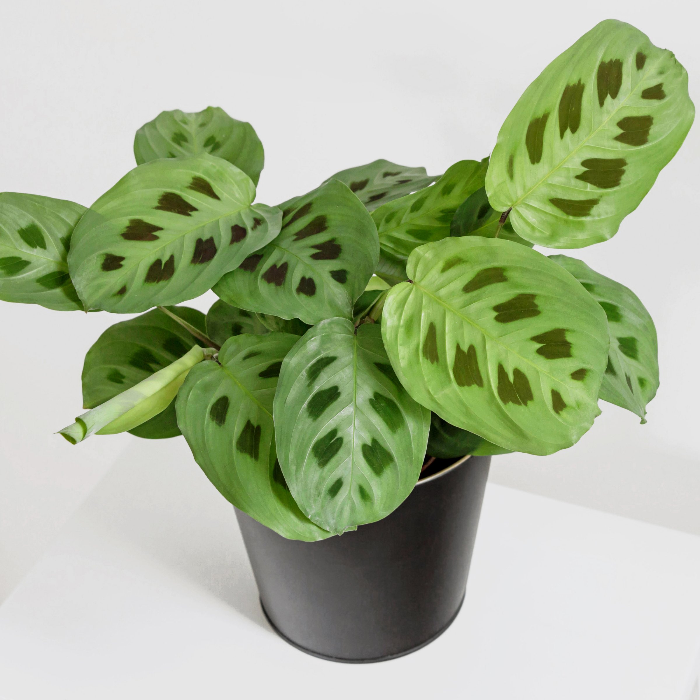 4 in. Maranta Green Plant in Grower Container (3-Pack)
