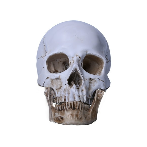 Resin Replica Life Human Anatomy Skull Collectable Bar Decoration Teaching