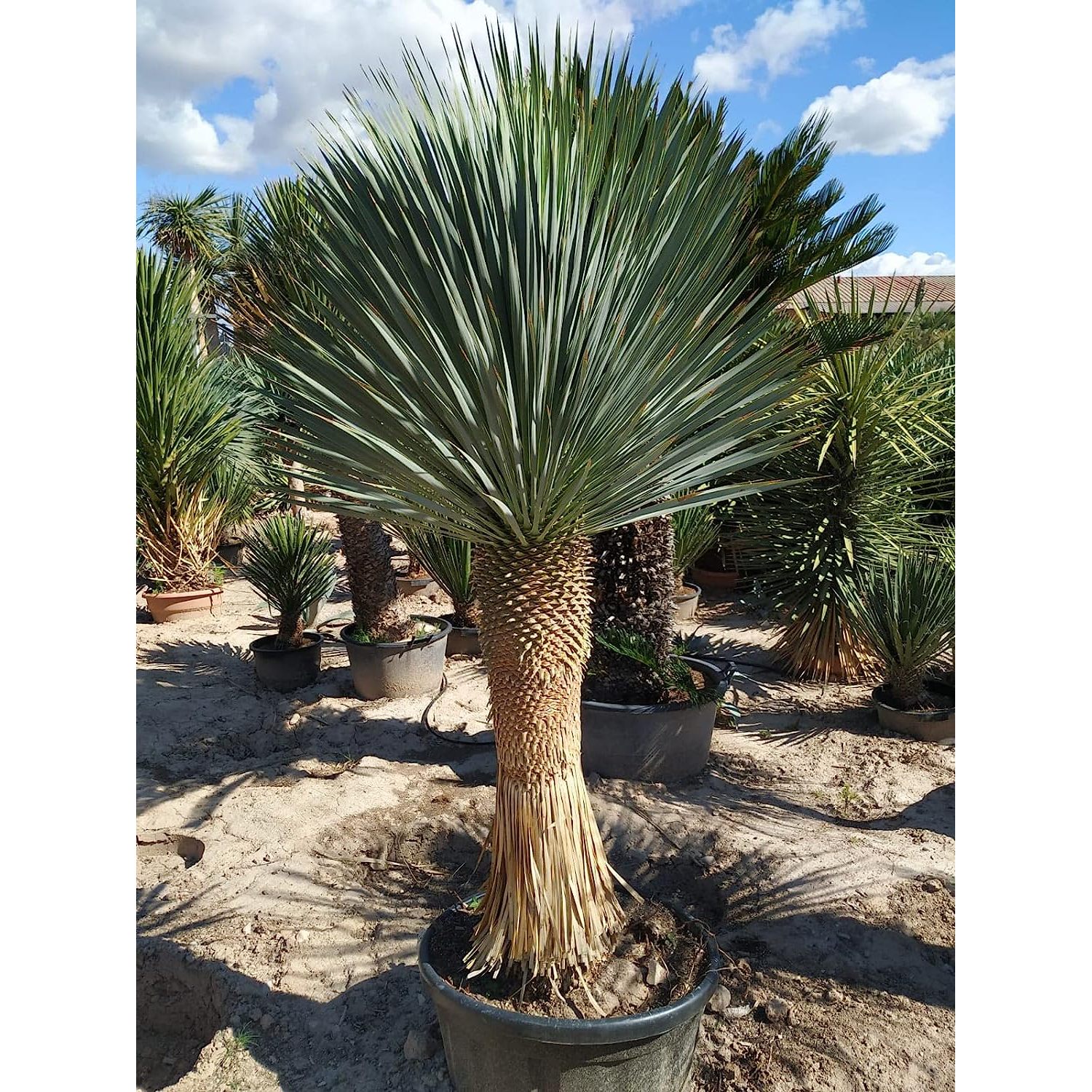 Silver Yucca Live Plant in a 1 Gallon Growers Pot Yucca Rostrata