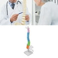 thumbnail image 3 of Vertebral Column Model, 45cm Human Spine Model Teaching Tool Vivid Design Colour Coded  for Learning, 3 of 7