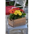 thumbnail image 4 of Better Homes & Gardens 2.5G Gerbera Daisy Day at Beach Mix Annual Live Plant, 4 of 6