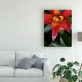 thumbnail image 3 of Trademark Fine Art 'Bromeliad Burst III' Canvas Art by Jason Johnson, 3 of 4
