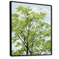 thumbnail image 2 of Designart "Gentle Breeze Through Basswoods III" Tree Amercian Basswood Floater Framed Wall Decor, 2 of 5