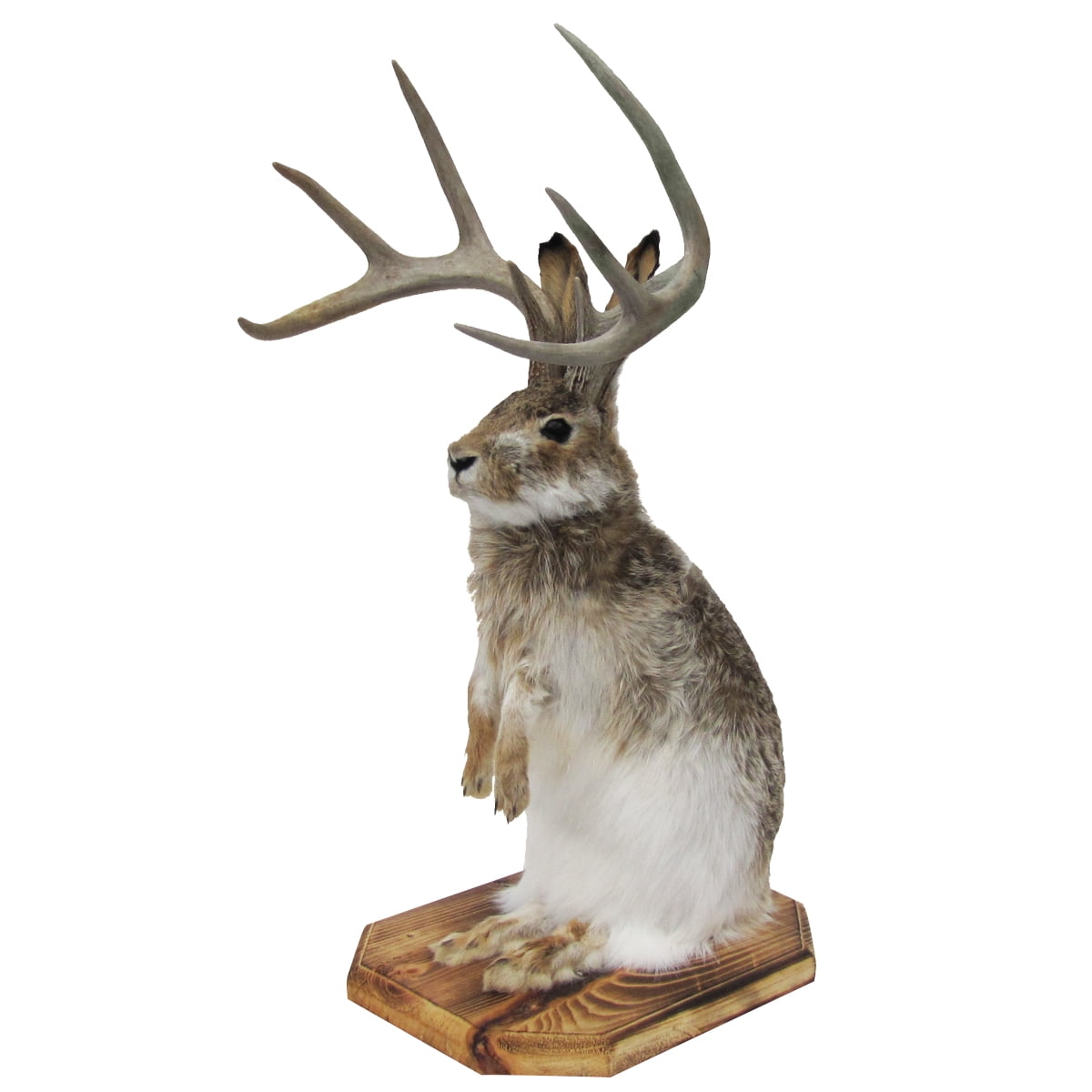 100 Genuine Taxidermy Life Size Jackalope Mount Real Authentic