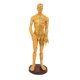 thumbnail image 1 of Modelo de Hombre con Puntos de , Hombre 2 jinwen Punto de acupuntura del cuerpo humano, 1 of 7