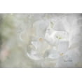 thumbnail image 2 of Murdock, Ramona 14x11 White Modern Wood Framed Museum Art Print Titled - White Lilac II, 2 of 4