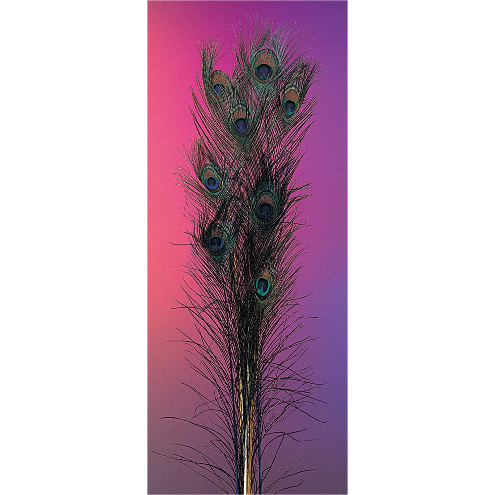 Peacock Feathers