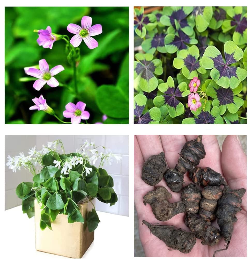 Green Shamrock Bulbs 15 Luck Oxalis Bulbs to Plant, Easy to Grow