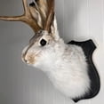 thumbnail image 7 of XIBUFE Jackalope Wall Decor,Animal Head Resin Antler Rabbit Mount, 7 of 7