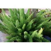 3 Foxtail Fern Plants in a 4" pot