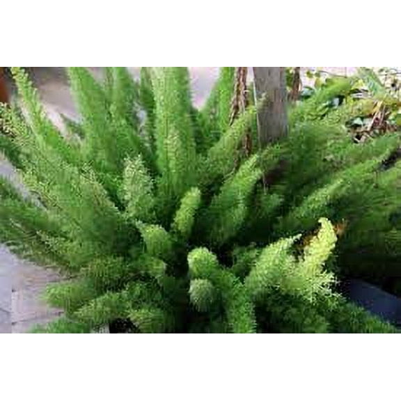 3 Foxtail Fern Plants in a 4" pot