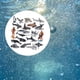 thumbnail image 5 of modelos de animales marinos Mini Animales Del Océano Mini Figuritas Modelos Animales Marinos Modelo para Niños Magideal modelos de animales marinos, 5 of 7