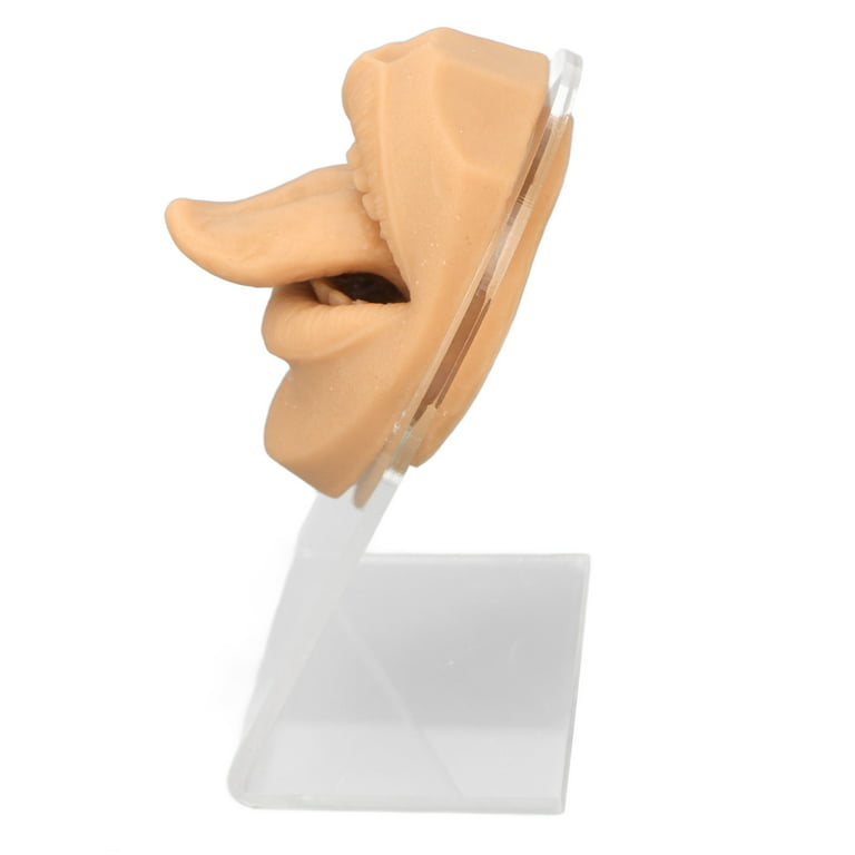Human Tongue Mouth Model,Silicone Tongue Model, Human Tongue Model Soft  Silicone Lifelike Acrylic Stand Mouth Model for Jewelry Display (Skin Color)