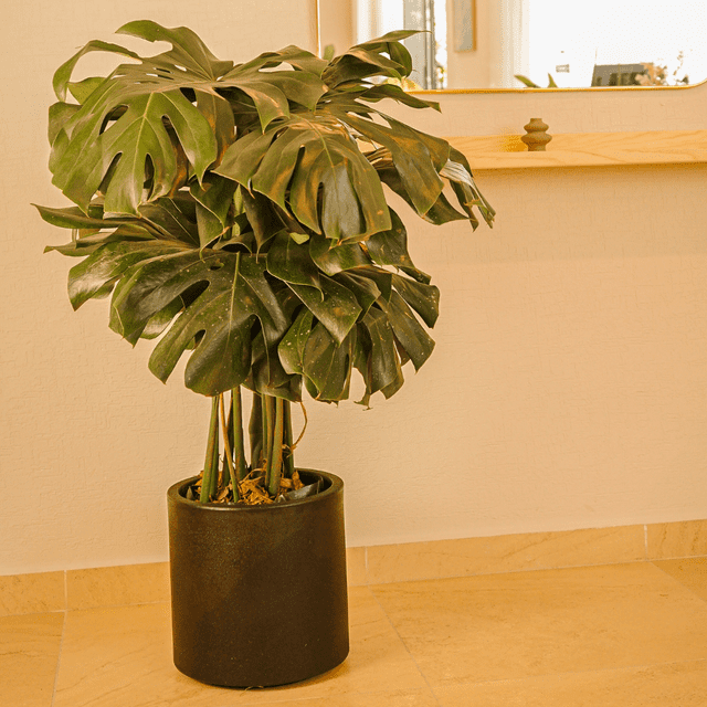 Maceta Hortensia 30