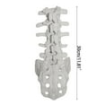 thumbnail image 4 of Human Lumbalis Skeleton Anatomy Model with Sacrum School Teaching Tool, 4 of 8