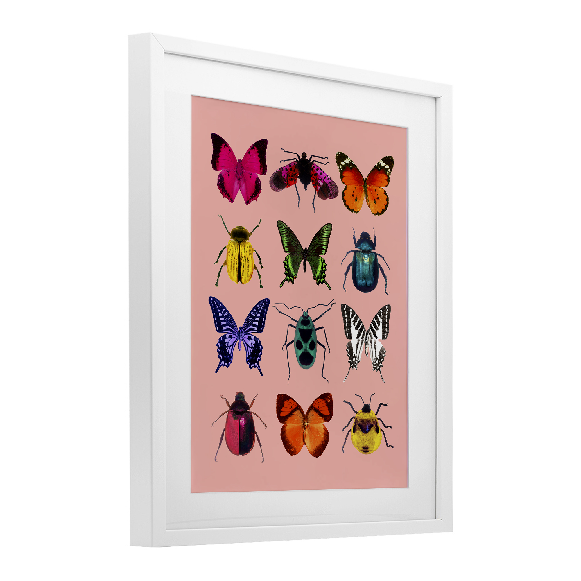 Colorful Bug Species on Pink White Framed Print Under Glass, design by LISH Creative