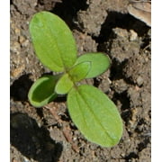Earthwalker Sunflower Seeds