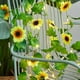thumbnail image 2 of Guirnalda de luces decorativas con forma de girasol, lámpara con 20 LED, luces de noche de hadas para el hogar, la habitación, el baño, la boda, la fiesta y la decoración del jardín, 6,5 pies,, 2 of 6