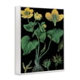 thumbnail image 2 of Stupell Industries French Country Marsh Marigold Illustration Study White Framed Giclee Art, 11 x 14, by Vintage Hustle, 2 of 8