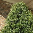 thumbnail image 2 of Southern Living Oakland Holly Live Shrub in 3-Gallon Grower Pot, 2 of 10