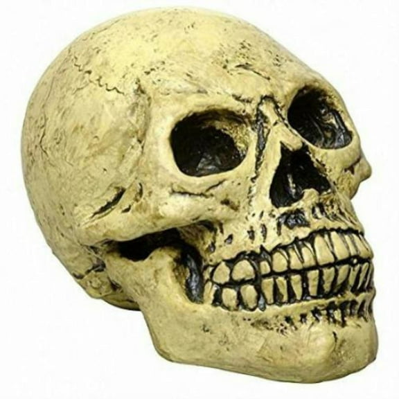 Life Sized Foam Human Skull Halloween Party Decoration Prop