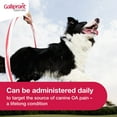thumbnail image 3 of (30 pack) Galliprant Osteoarthritis Pain & Inflammation Control for Dogs, 60mg, 3 of 6