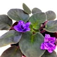 thumbnail image 4 of Harmony Foliage African Violet Cajun's Blueberry Hill 4 inch Gesneriad, 4 of 8