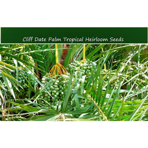 Tropical Palm Seeds- Cliff Date Palm -10 Seeds -Good Container Garden -Phoenix rupicola = Serendipity Seeds