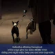 thumbnail image 2 of Correa Doble Perro Hasta 180libras Sin Enredos +portabolsas, 2 of 8