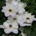 thumbnail image 3 of Kitty Boulevard Clematis Vine, Bare Root Flowering Starter Perennial Plant, 1 plant per offer, 3 of 5