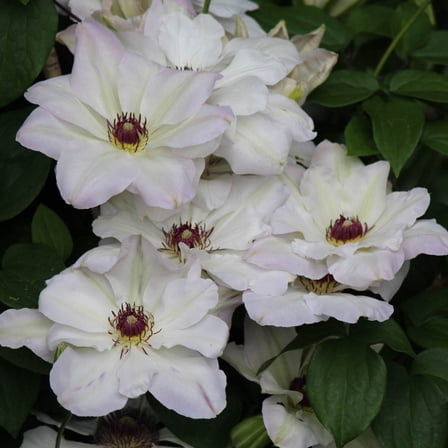 Ibi White Flowering Clematis Vine Dormant Bare Root Perennial Starter Plant, One Plant per Offer