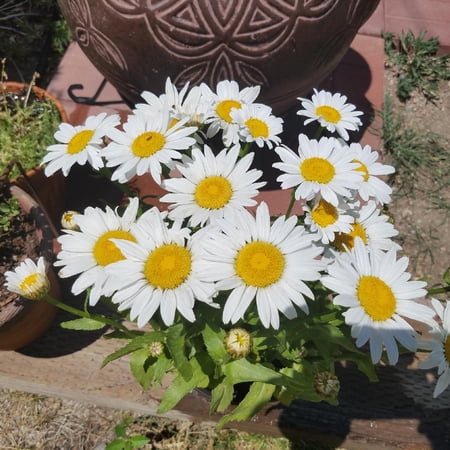 Leucanthemum x superbum 'White Mountain'–Robust perennial with stunning white blooms 1 Gallon